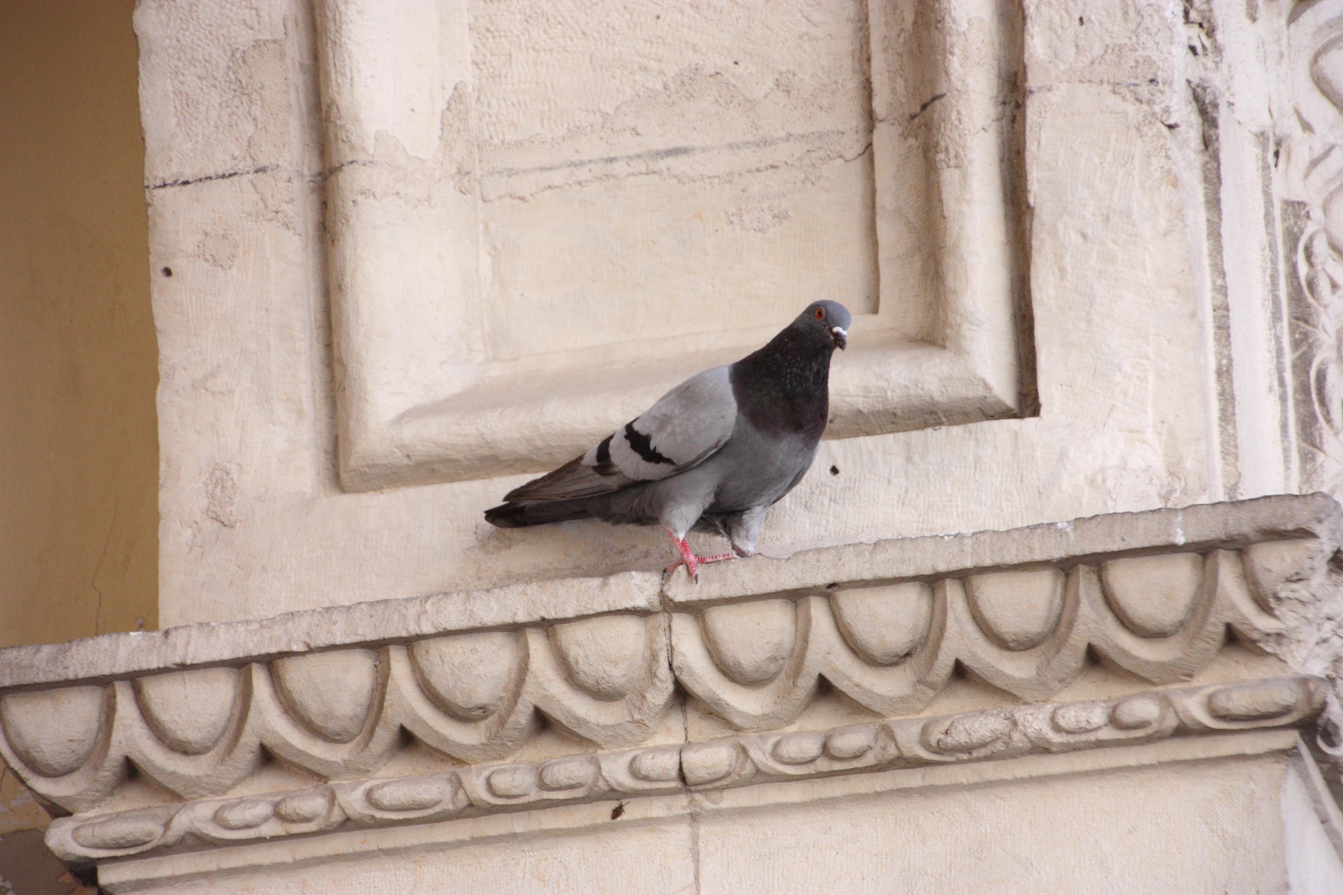 entreprise anti pigeons